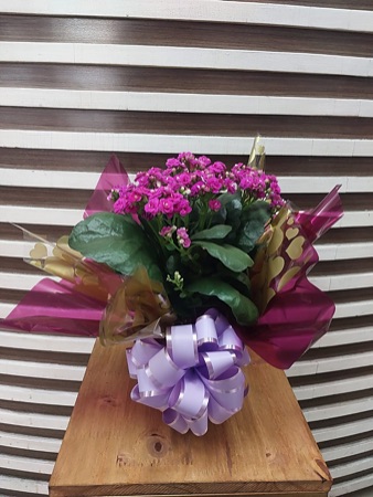 Floricultura Silvana Flores e Sabores